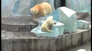 Новосибирск. Новосибирский зоопарк. 2013, 2014 / Novosibirsk. Novosibirsk zoo.