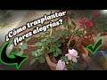 ¿Cómo trasplantar flores alegrías?, pequeños tips y consejos para el cuidado.