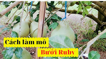 Cách Làm Mô Cho Bưởi Ruby Trên Đất Ruộng | Cách Trồng Bưởi Ruby