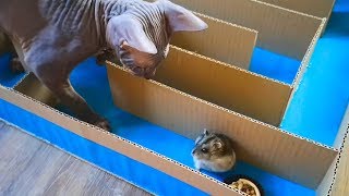 Cat catches a Hamster in a maze