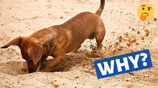 Famous Why do Dogs bury Bones and other Objects? The SHOCKING Reason 😳 Profile