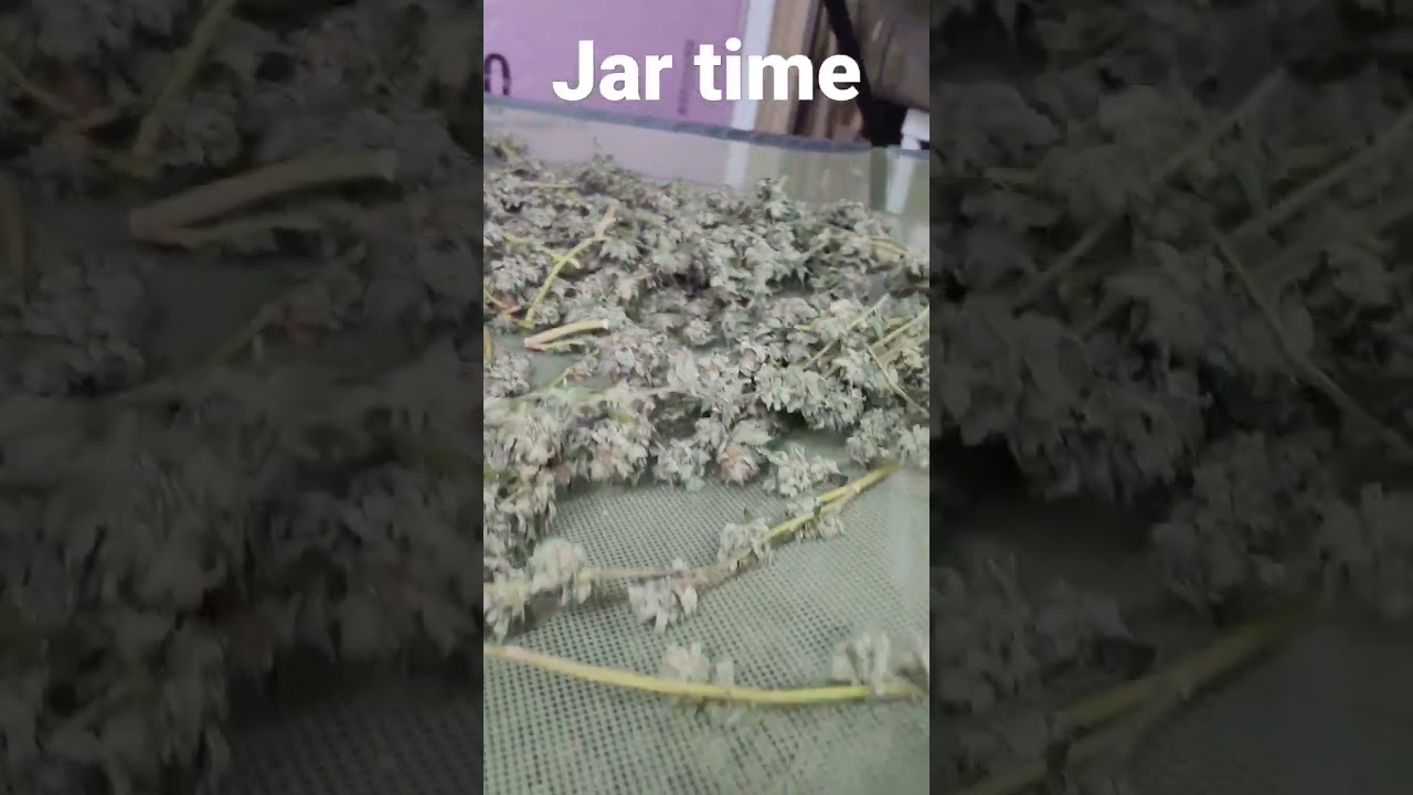 fine trim and jar time: og kush, blue monster, and exdos cheese