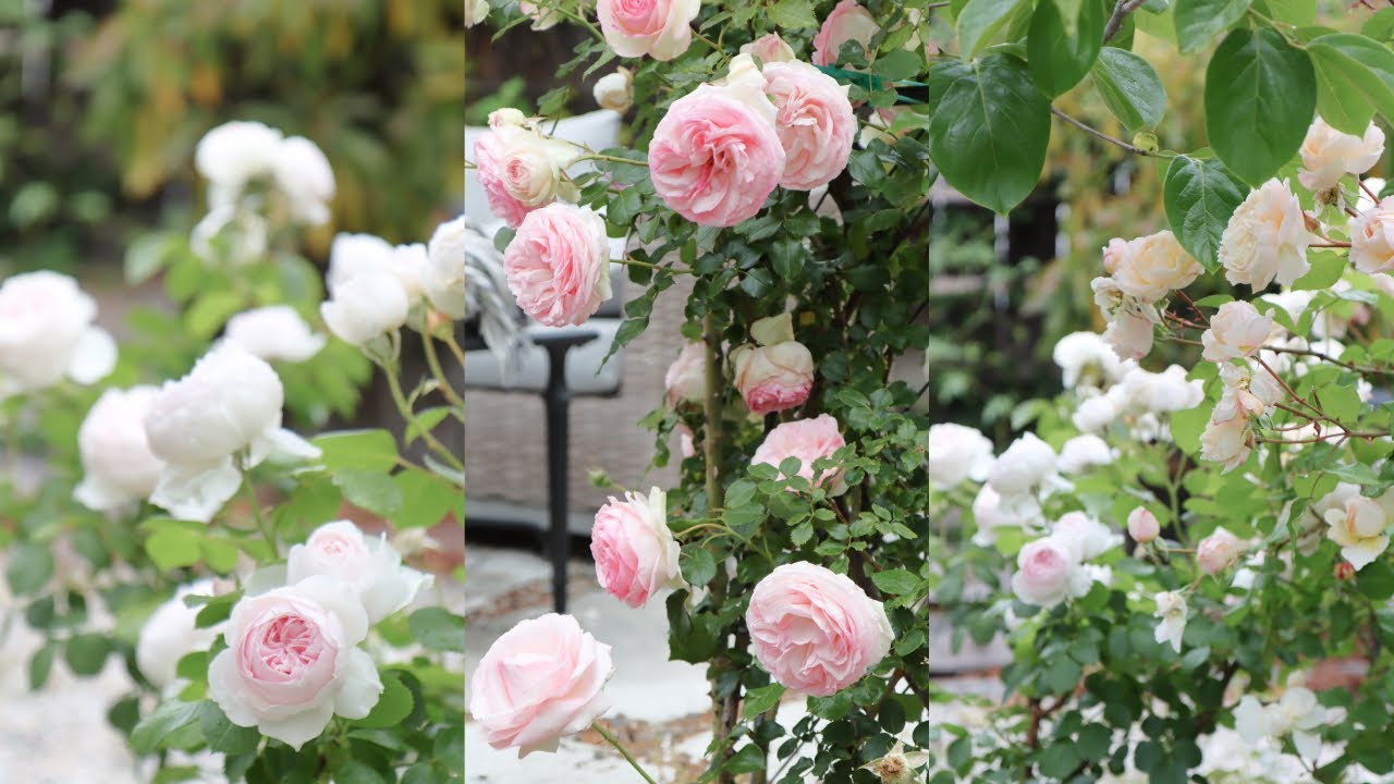 Favorite Roses For Cottage Gardens | Small Rose Garden Tour - Youtube