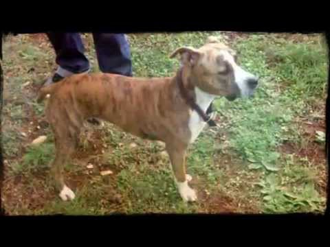 amstaff mix puppies