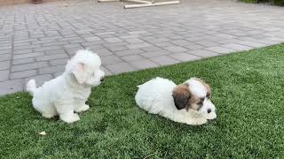 Coton De Tulear Puppies For Sale  Daisy 73025