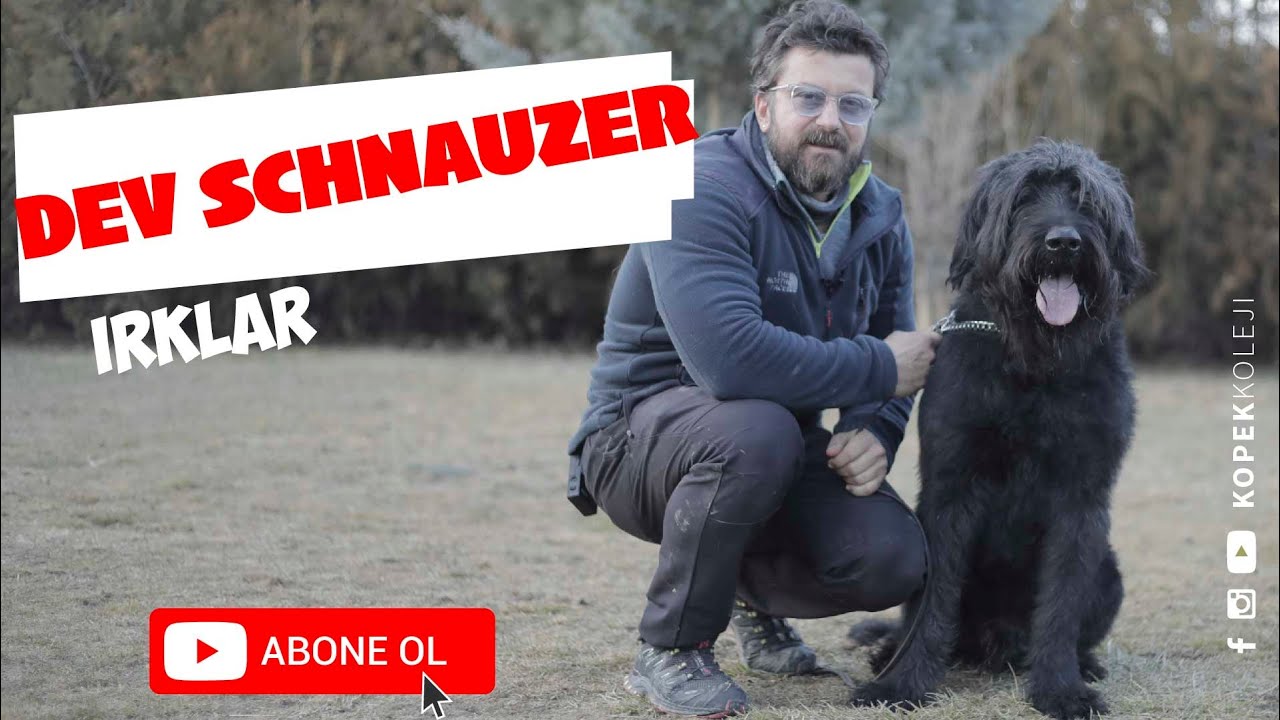 dev köpek ırkları