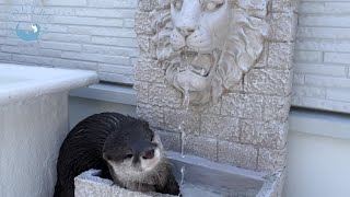 カワウソおだしの行動が意味不明すぎる・・・　Otter Odashi always behaves incomprehensible