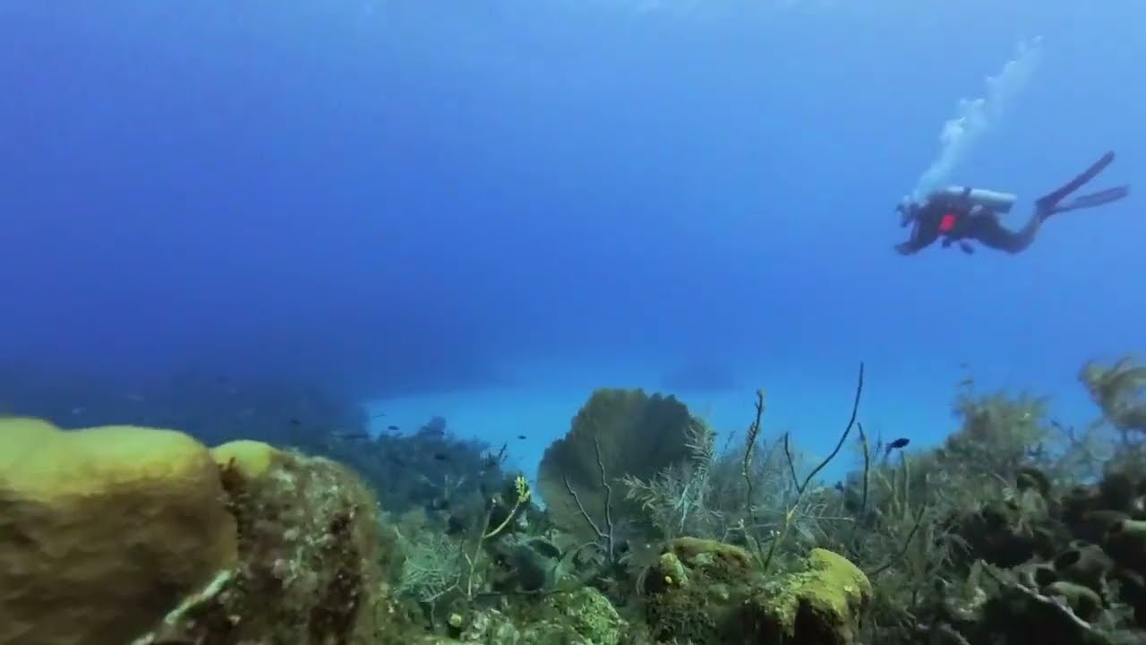 DD6 Grand Cayman Eagle Ray Rock 5