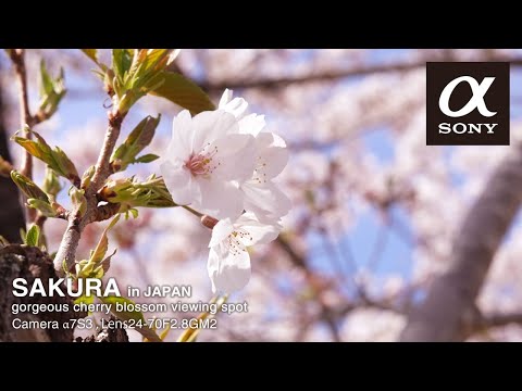 Cherryさま専用4月（原画）花がささやく春夜 ほか　6点おまとめ 桜さくら｜青幻舎 SEIGENSHA Art Publishing, Inc.