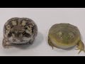 出会ってしまった2匹。2 pretty frogs