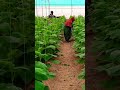 चलिए इस फिर शुरुवात से करते हैं, ये आसान नहीं था मगर हमारी मेहनत और उम्मीदों पर#polyhousefarming