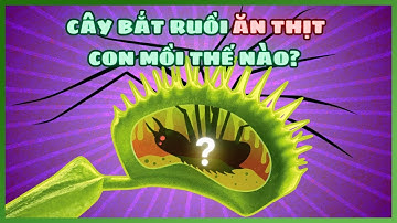 Cây bắt ruồi ăn thịt con mồi thế nào?