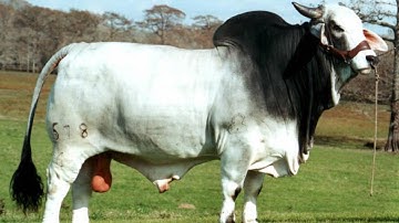 The Largest Brahman Bulls Ever Seen in the World