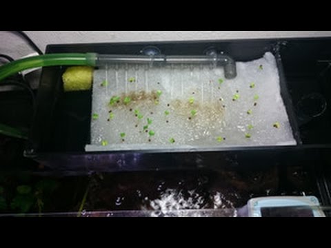 上部濾過に観葉植物を植えよう Youtube