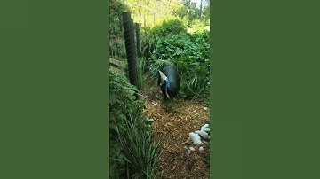 Cassowary Bird in Melbourne Zoo