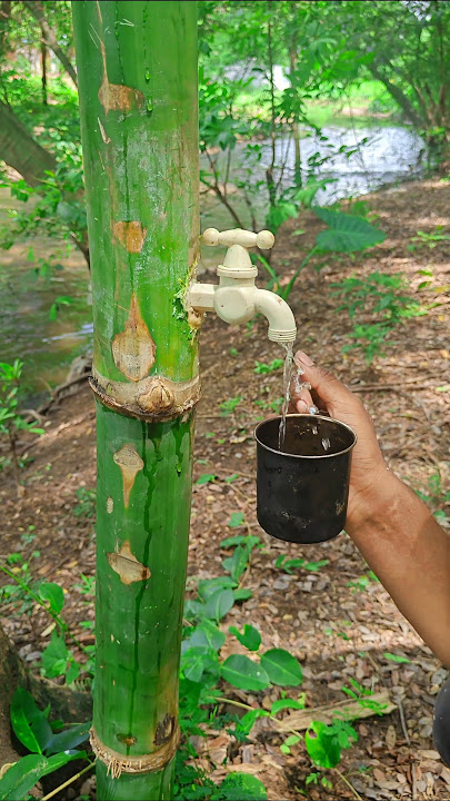 Jungle Survival Hack: Bamboo Water Tap for Instant Fresh Water ! #outdoors #bushcraft #camping  .