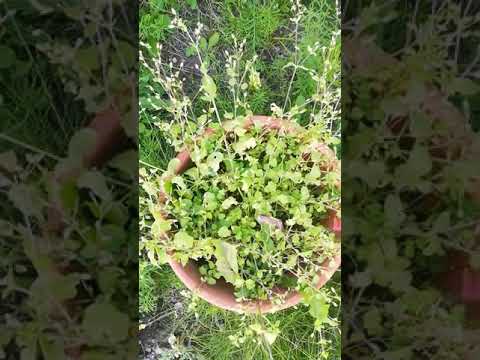 Video: Plantning Af Druer Med Stiklinger Og Kimplanter Om Foråret: Vilkår Og Instruktioner