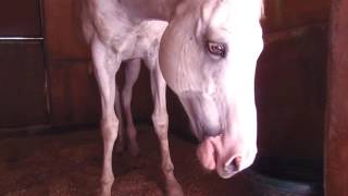 【競馬 第二のストーリー】高知で活躍した芦毛馬・アルドワーズの現在-netkeiba.com