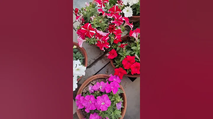 Petunias - DayDayNews