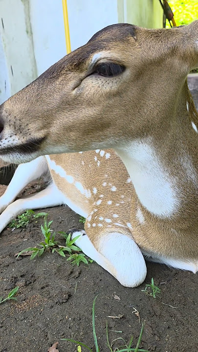 #kiliyekiliye #deer #animals #pet