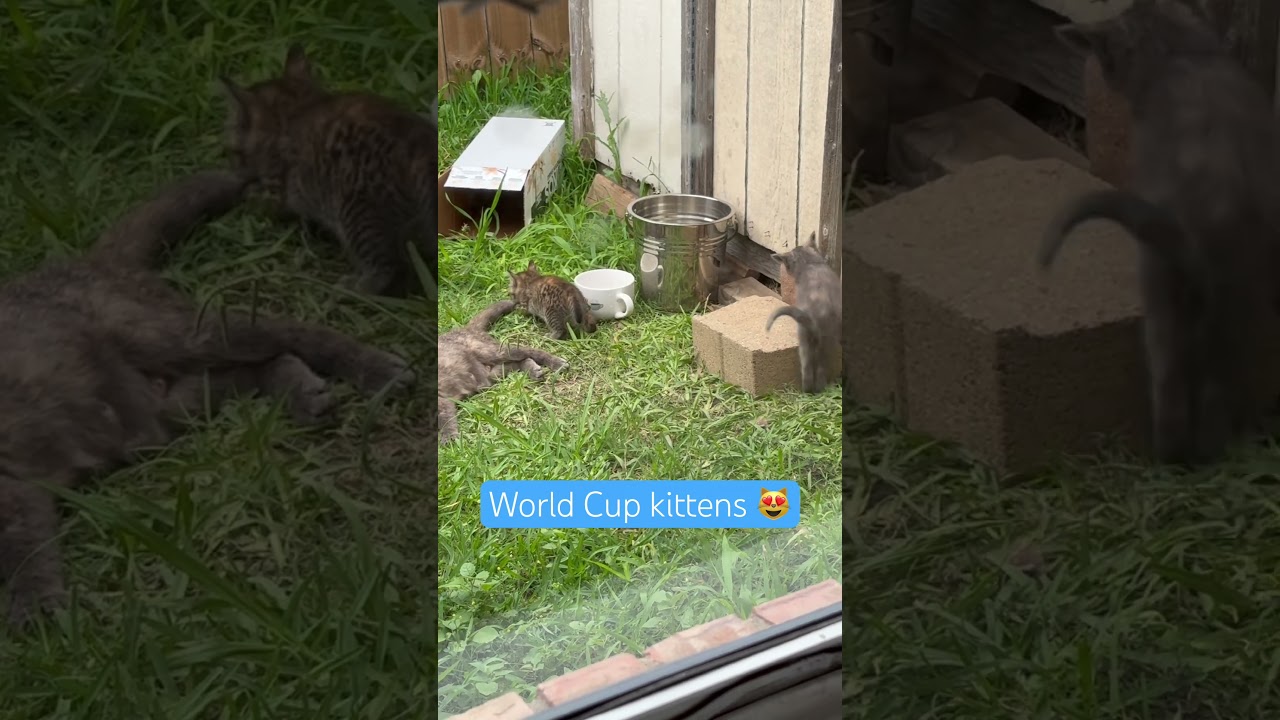 #cat #kitten #kitty #kittyparty #cats #catshorts #catsofyoutube #kittens #catvideos