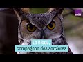 Le hibou compagnon des sorcires