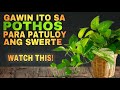 Gawin ito sa pothos plant para patuloy ang swerte sa pera  lucky plants 2024 money plant care