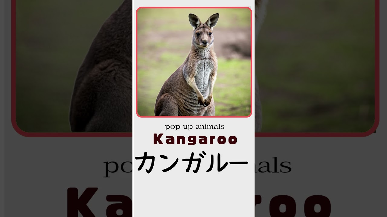 [pop up animal]Kangaroo Magic: Stunning 3D Photo Animation 