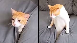 When you forget you're a cat π±πΉ | 20 Minutes of Cats Acting Broken πΉ!