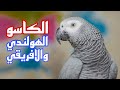 الفرق بين الكاسكو الهولندي والافريقي 