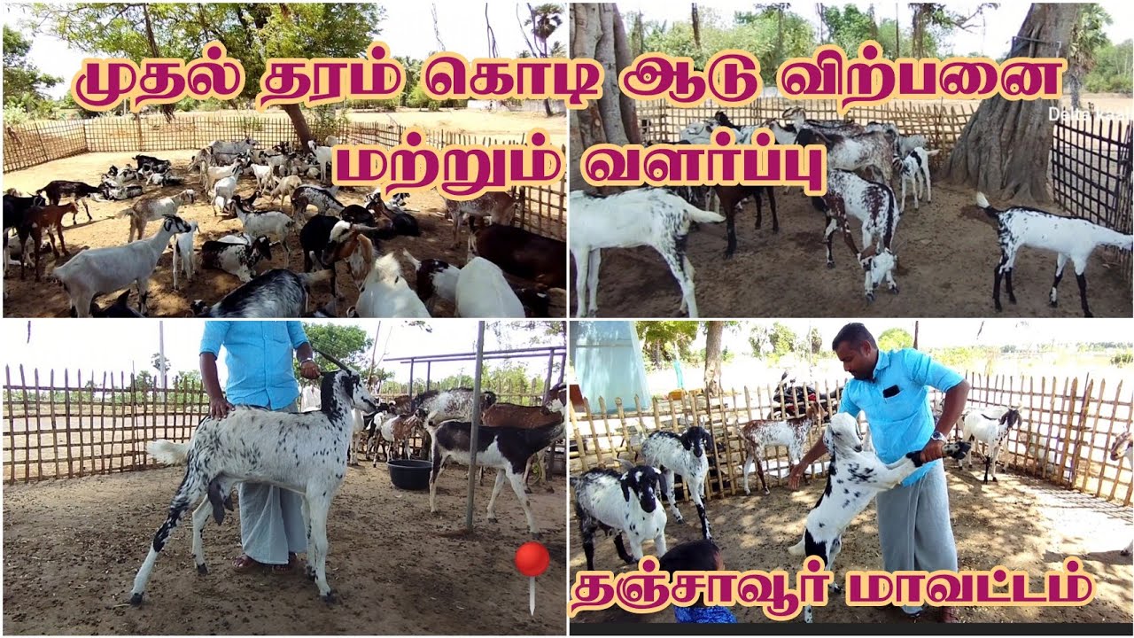 முதல் தரம் கொடி ஆடு|#விற்பனைக்கு#வளர்ப்பு#தஞ்சாவூர்@Deltakaalnadaisanthai #tamilnadu