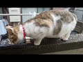 練馬区桜台の猫ちゃんたち
