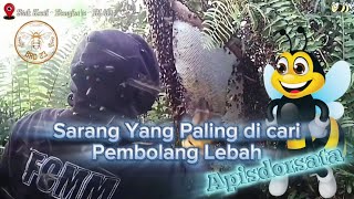 Yang Paling dicari Pembolang Lebah Apisdorsata | #honeybee #madu #alam #sarang