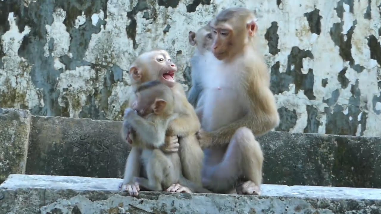 Amanda calls her mother Ashley to chase Lisa away from Rainbow, Amanda doesn't Lisa catch Rainbow