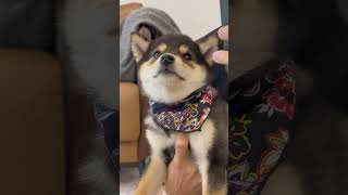 牛仔小柴，豆柴Manyu可爱瞬间 #柴犬 #多巴胺 #豆柴 #抖音 #柴犬可愛い