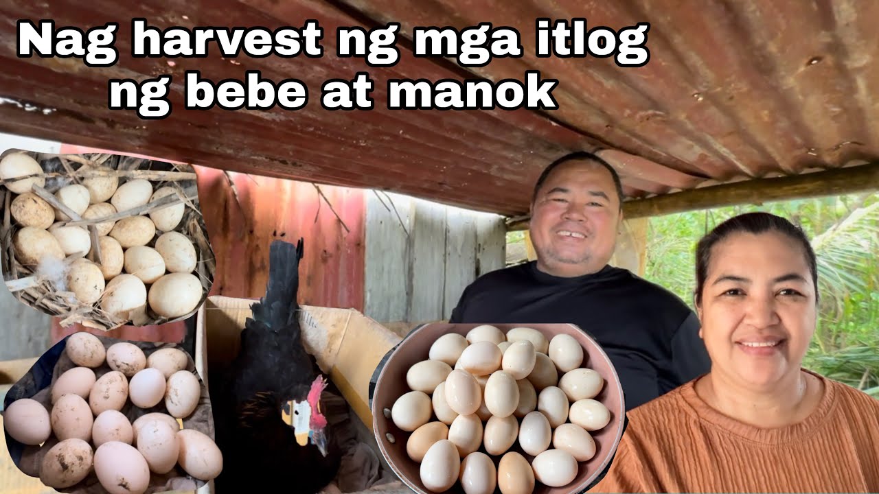 Nagharvest ng itlog ng bebe at manok + Naglambat si Bossing 