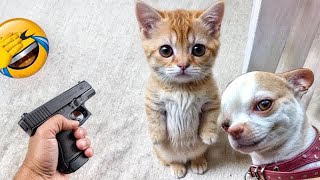 When God sends you funny dogs and cats  Funniest cat ever #5