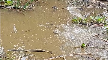 Câu cá rô đồng, thác lác: nước ròng sát cá chậm ăn mà dính toàn cá ngon.