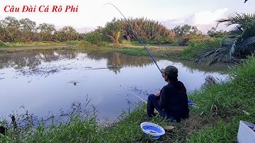 Câu Đài Cá Rô Phi , Mồi Trùng Vô Địch Cá Ăn Giật Mỏi Tay Luôn