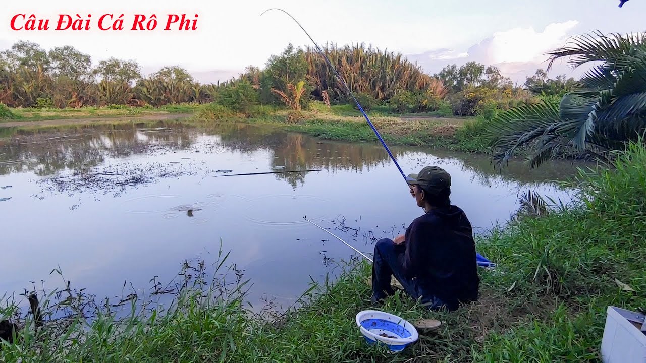 Câu Đài Cá Rô Phi , Mồi Trùng Vô Địch Cá Ăn Giật Mỏi Tay Luôn