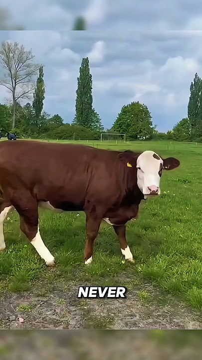 5 Deadly Animal Mistakes You Should NEVER Make