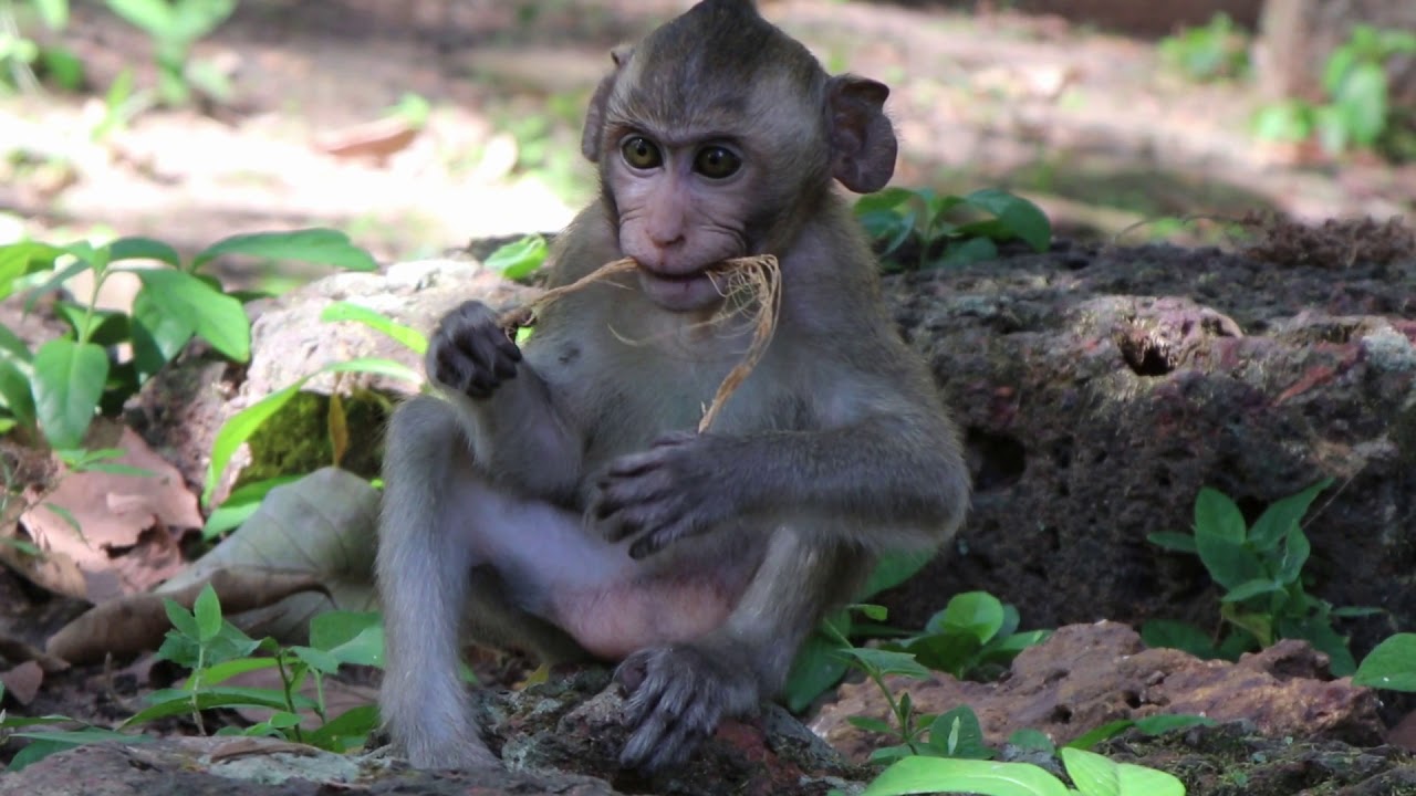 Baby monkey Janna look hungry so much today | Wow Daily