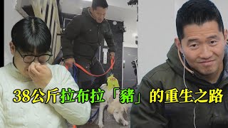 38公斤拉布拉多成下樓“困難戶”，訓犬師專業對口，輕鬆解決困擾主人的問題，最後幫助狗狗重生 by 寵物檔案室 230,136 views 2 months ago 15 minutes