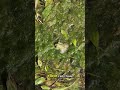 Frogs Freeze Solid &amp; Revive!
