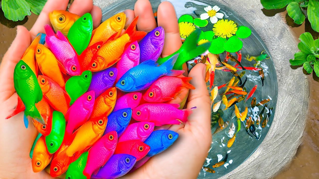 Catch Strange Ornamental Fish In Tiny Pond, Halfmoon Red Dragon Guppy,Full Platinum Guppy,Goldfish🐬🐬