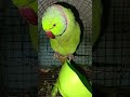 🦜🦜🌶️🍎🥭🌽@Grhudyaanofficil #love#youtubeshorts#shortvideo#sorts #shorts#mittu#parrot #nature