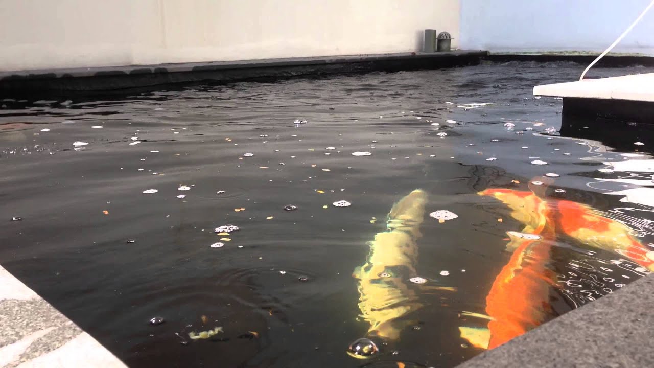 Koi Jumping Out Of Water The Bryans Koi Fish