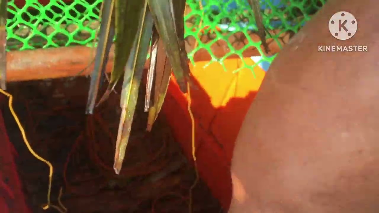 ung gawa namin ng trap daming huli