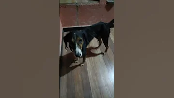 Unconditional Love Of Dog Shortfeeds Kindness Dog 