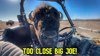 Sneaky Way To Take Care of Big Joe! by Cross Timbers Bison 47,399 views 2 months ago 24 minutes